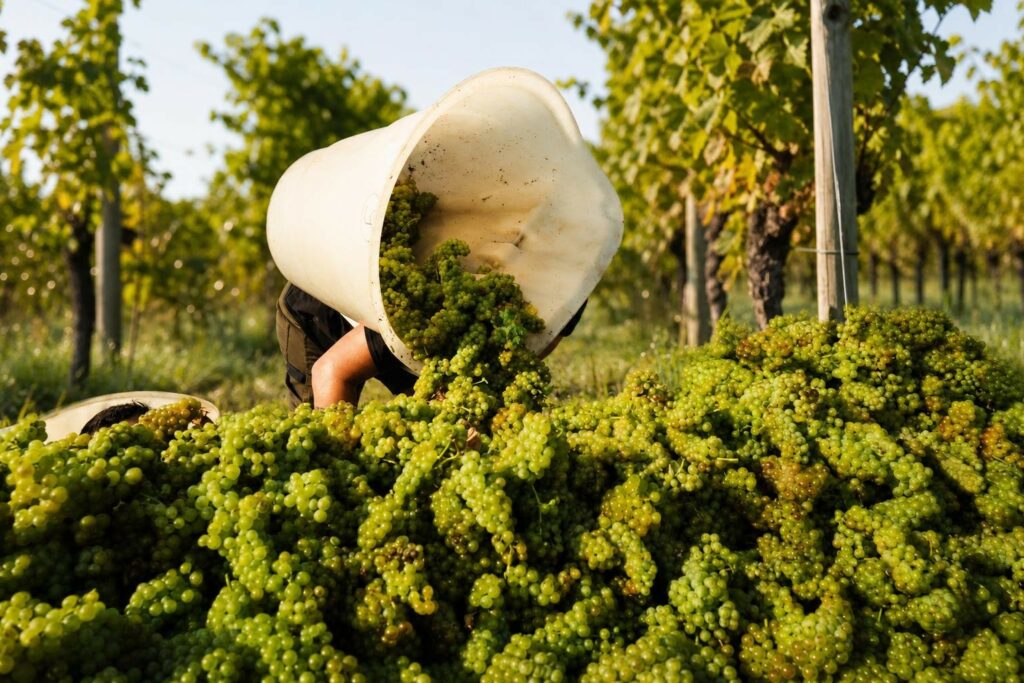 Illustration photographique évoquant la récolte des vendanges 2026 dans un rang de vigne, caisse en bois de grappes de raisin sous la rosée matinale