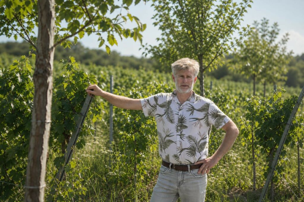 Scène évocatrice de vitiforesterie durable avec rangées de vignes et jeunes arbres entre les ceps à l’aube